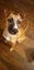 Charlie - Good with Other Dogs, Cats and Children Carousel 3