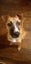 Charlie - Good with Other Dogs, Cats and Children Carousel 4