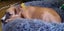 Charlie - Good with Other Dogs, Cats and Children Carousel 6