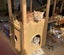 Brave Paws Cat Rescue - Cats - Buddy & Chesterr Carousel 12