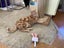 Brave Paws Cat Rescue - Cats - Buddy & Chesterr Carousel 19