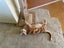 Brave Paws Cat Rescue - Cats - Buddy & Chesterr Carousel 7
