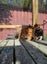 Cheezel - Wcc Rescue Kitten Carousel 5