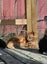 Cheezel - Wcc Rescue Kitten Carousel 9