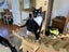 Brave Paws Cat Rescue - Adult - Timmy Carousel 3
