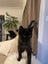 Monty - Wcc Rescue Cat Carousel 3