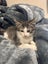 Leo - Wcc Rescue Kitten Carousel 1