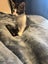 Leo - Wcc Rescue Kitten Carousel 3