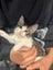 Leo - Wcc Rescue Kitten Carousel 4