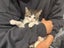 Leo - Wcc Rescue Kitten Carousel 5