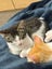 Leo - Wcc Rescue Kitten Carousel 8