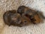 Guinea pig babies (2 male, 5 female) Carousel 3
