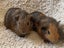 Guinea pig babies (2 male, 5 female) Carousel 4