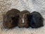 Guinea pig babies (2 male, 5 female) Carousel 5