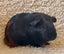 Guinea pig babies (2 male, 5 female) Carousel 6
