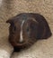 Guinea pig babies (2 male, 5 female) Carousel 7