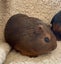 Guinea pig babies (2 male, 5 female) Carousel 8