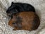 Guinea pig babies (2 male, 5 female) Carousel 9