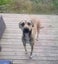 Kiki - Loving Home Needed by 17 May Carousel 2