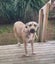 Kiki - Loving Home Needed by 17 May Carousel 3