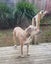 Kiki - Loving Home Needed by 17 May Carousel 4