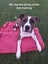 Pound Paws Rescue - Kiko, Oamaru Carousel 1