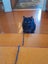 Brave Paws Cat Rescue - Cat - Mea Carousel 6