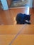 Brave Paws Cat Rescue - Cat - Mea Carousel 5