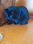 Brave Paws Cat Rescue - Cat - Mea Carousel 3
