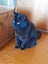 Brave Paws Cat Rescue - Cat - Mea Carousel 4