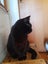 Brave Paws Cat Rescue - Cat - Mea Carousel 7