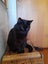 Brave Paws Cat Rescue - Cat - Mea Carousel 8