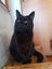 Brave Paws Cat Rescue - Cat - Mea Carousel 1