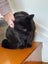 Brave Paws Cat Rescue - Cat - Mea Carousel 9