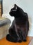 Brave Paws Cat Rescue - Cat - Mea Carousel 2