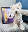 Custom Pet Portrait – Hand-Painted Oil or Digital Painted Style | 40x40cm Framed Carousel 5