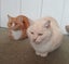 Pair of Beautiful Cats - Need Re-Homed ASAP Carousel 3