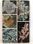 NEW ZEALAND LICHENS by William Martin and John Child 1972 1st edition Carousel 2