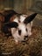 Purebred Dutch Kits #2 Carousel 1