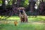 Simba - Chance 4 Change Carousel 1