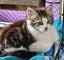 Kyle - Wcc Rescue Kitten Carousel 3