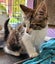Kyle - Wcc Rescue Kitten Carousel 5
