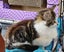 Kyle - Wcc Rescue Kitten Carousel 6
