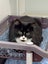 Found Woolston Friendly Black & White Female Spayed No Chip Carousel 3