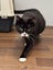 Found Woolston Friendly Black & White Female Spayed No Chip Carousel 4
