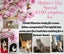 Kittens, teens & cats - Furrytails Kitten Rescue in Levin Carousel 1