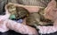 Kittens, teens & cats - Furrytails Kitten Rescue in Levin Carousel 7