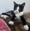 Kittens, teens & cats - Furrytails Kitten Rescue in Levin Carousel 8