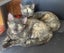 Kittens, teens & cats - Furrytails Kitten Rescue in Levin Carousel 9