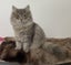 Kittens, teens & cats - Furrytails Kitten Rescue in Levin Carousel 10